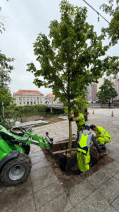 Rewaloryzacja parków sadzenie dużych drzew