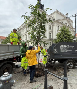 Sadzenie drzewa pod zadziorem inspektora