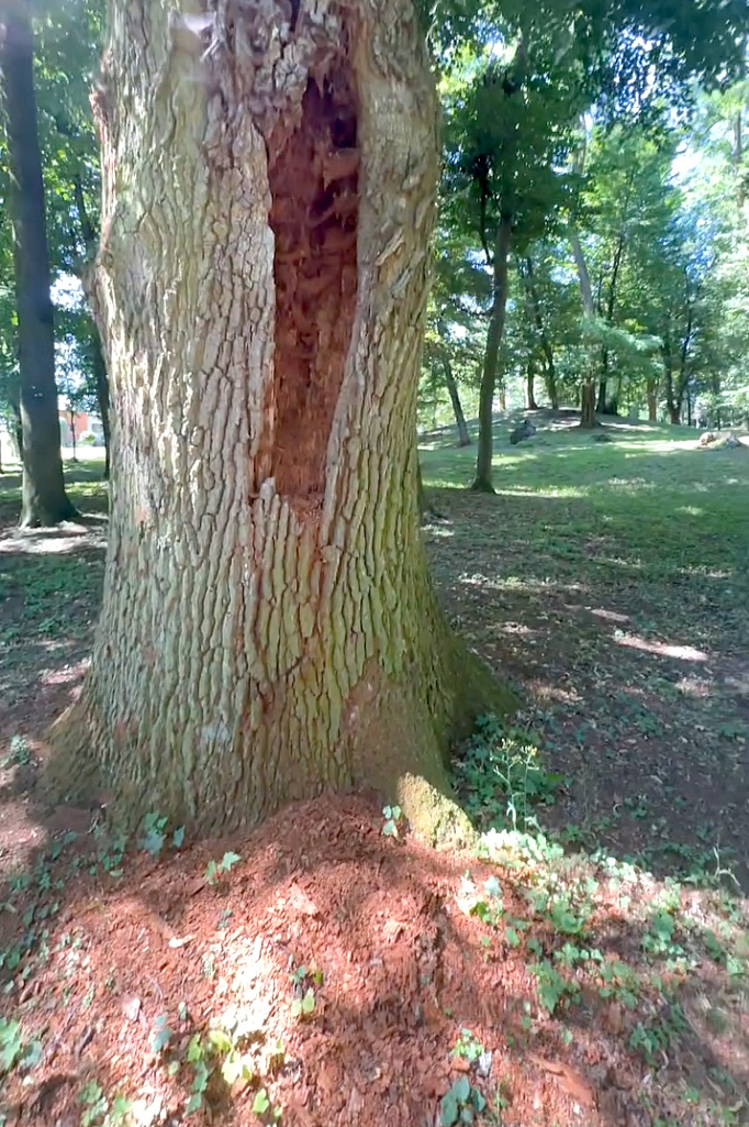 Uszkodzone drzewo w parku