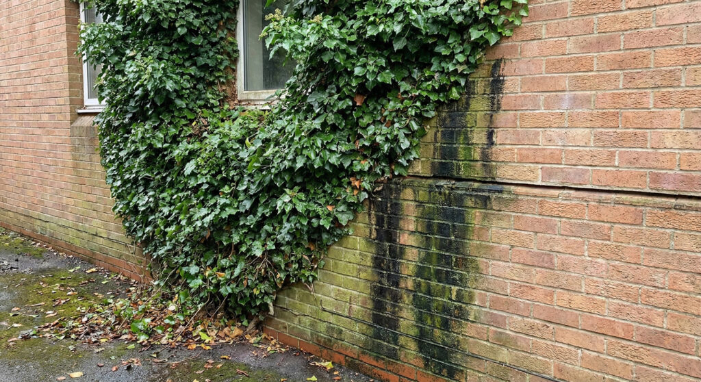 Zabrudzona elewacja budynku z cegły porośnięta bluszczem, widoczne naloty i wilgoć przed czyszczeniem