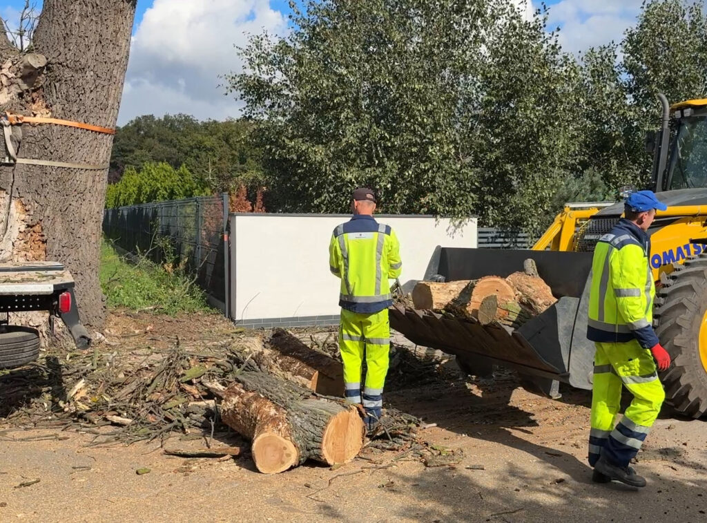 Wycinka drzew i porządki na drodze